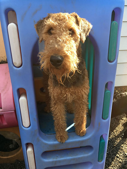 Sadie play structure