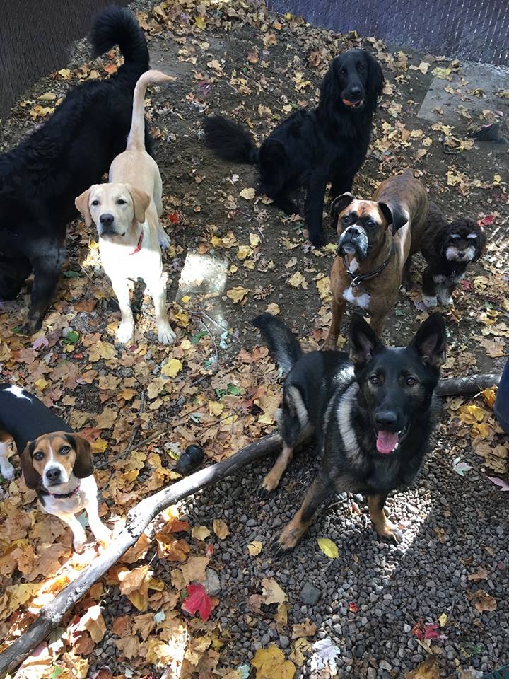 dogs outside fall leaves