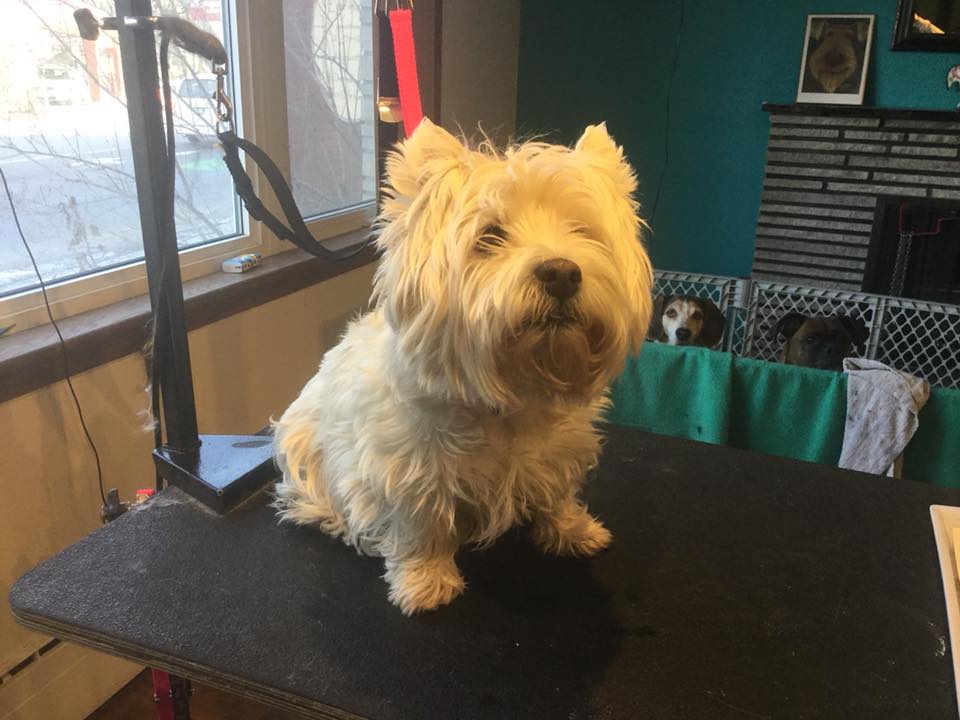 westie before